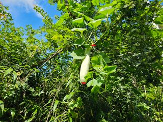 연모 자연의행복님의 자유주제 · 자유게시판 작성글 사진