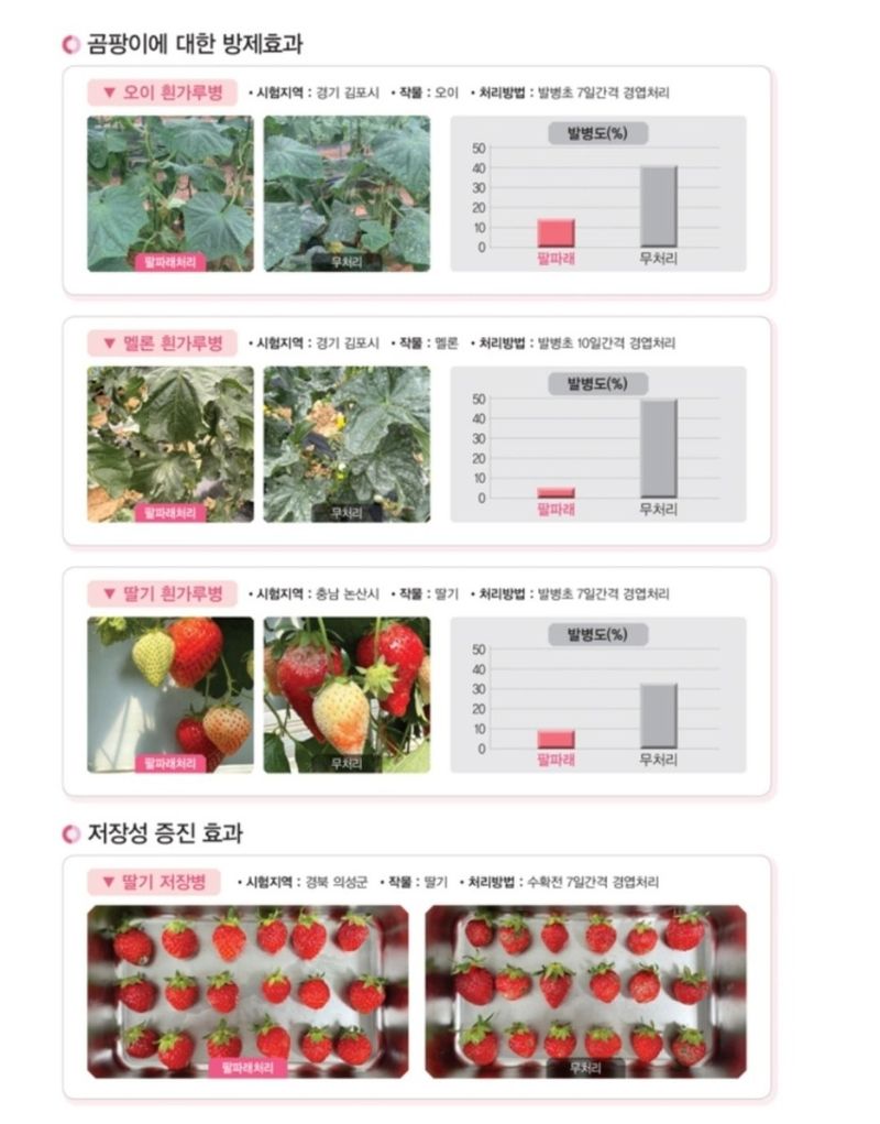 대산농사대장님의 장터 판매 상품 [팔파래 500g 위드크롭스 세균병방제 미생물 500g] 첨부 사진