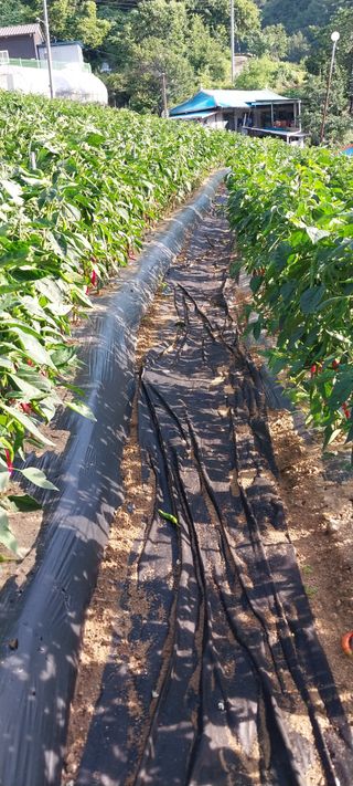 이일철 (조이산골)님의 자유주제 · 자유게시판 작성글 사진