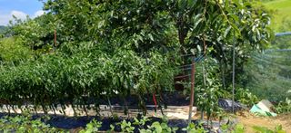 초보퍼머5도2촌준비님의 자유주제 · 자유게시판 작성글 사진