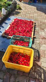 팜모닝 자유주제·자유게시판 게시글 이미지