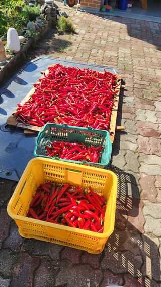 치악산골농부님의 자유주제 · 자유게시판 작성글 사진