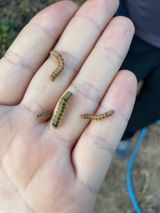 팜모닝 자유주제·자유게시판 게시글 이미지