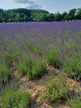 팜모닝 자유주제·자유게시판 게시글 이미지