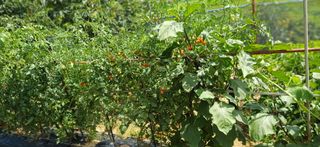 초보퍼머5도2촌준비님의 자유주제 · 자유게시판 작성글 사진