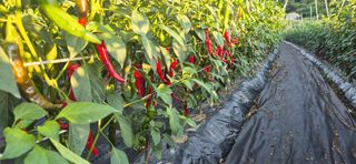 창공 귀농귀촌 초보님의 자유주제 · 사진전 작성글 사진