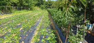 초보퍼머5도2촌준비님의 자유주제 · 자유게시판 작성글 사진