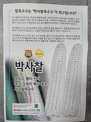 대산농사대장님의 옥수수 · 자유게시판 작성글 사진