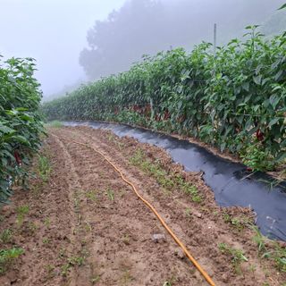 오영도님의 자유주제 · 자유게시판 작성글 사진