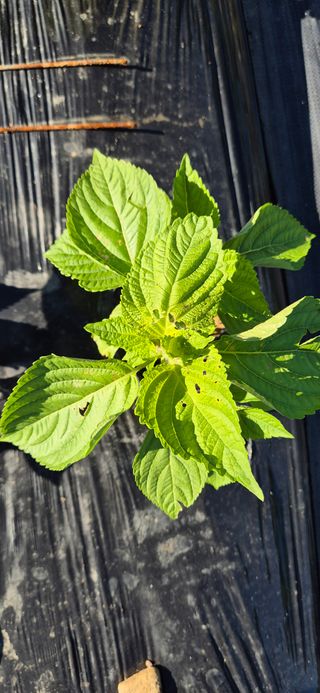 원증연님의 들깨 · 병해충상담 작성글 사진