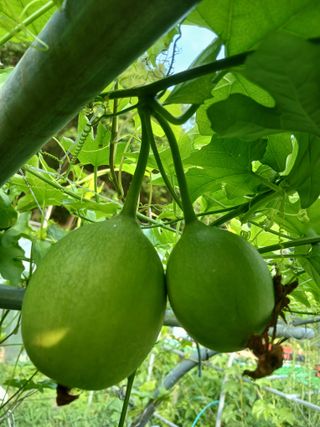 산성골농장님의 자유주제 · 자유게시판 작성글 사진