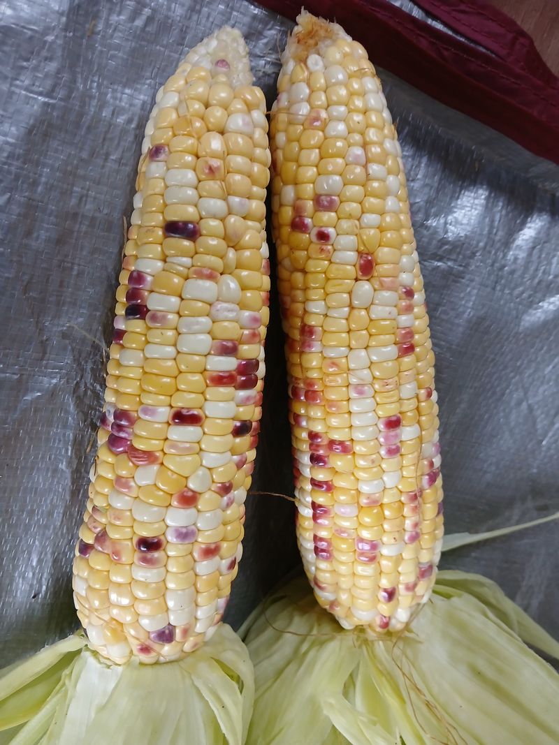 장터 상품 [오색옥수수 얼룩찰옥수수] 썸네일