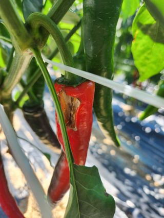 산약초님의 고추 · 병해충상담 작성글 사진