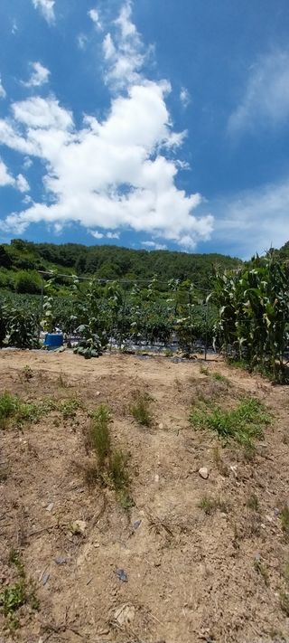 이일철 (조이산골)님의 자유주제 · 자유게시판 작성글 사진
