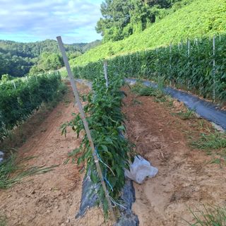 오영도님의 자유주제 · 자유게시판 작성글 사진