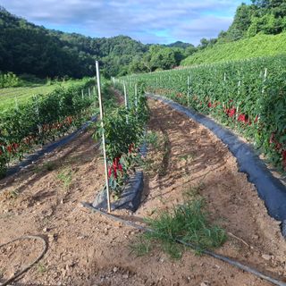 오영도님의 자유주제 · 자유게시판 작성글 사진