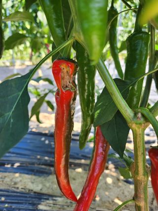 산약초님의 고추 · 병해충상담 작성글 사진