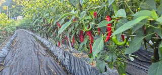 창공 귀농귀촌 초보님의 자유주제 · 사진전 작성글 사진