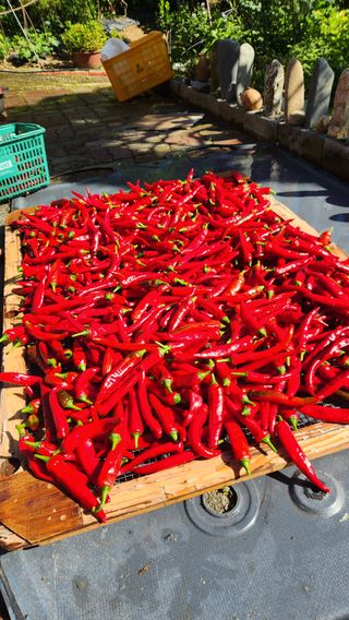 치악산골농부님의 자유주제 · 자유게시판 작성글 사진