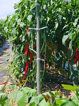 팜모닝 자유주제·자유게시판 게시글 이미지