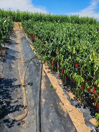 김문철님의 자유주제 · 자유게시판 작성글 사진