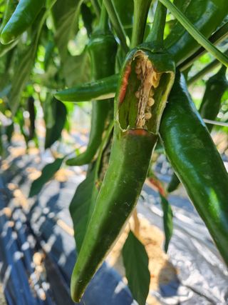 산약초님의 고추 · 병해충상담 작성글 사진