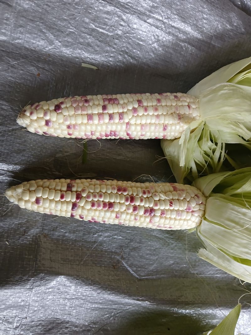 권태징님의 장터 판매 상품 [오색옥수수 얼룩찰옥수수] 첨부 사진