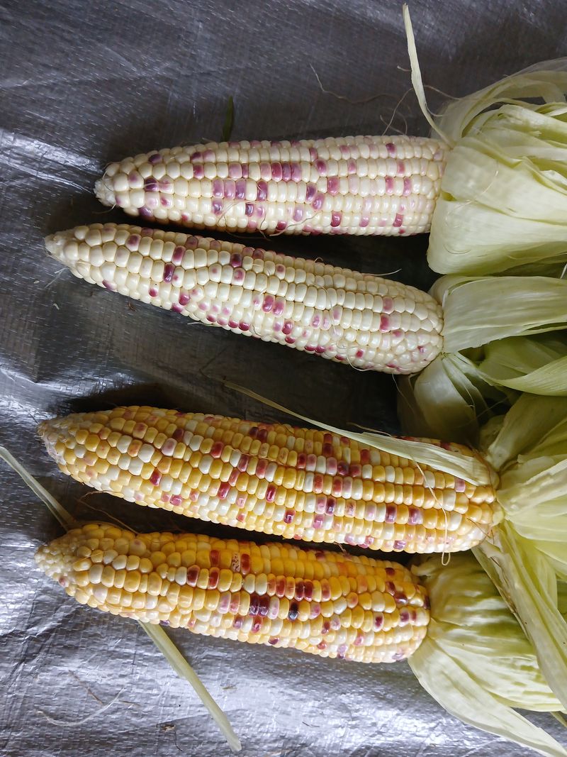 권태징님의 장터 판매 상품 [오색옥수수 얼룩찰옥수수] 첨부 사진
