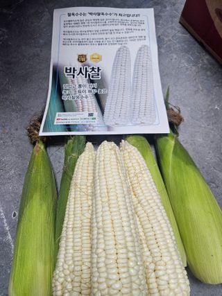 대산농사대장님의 옥수수 · 자유게시판 작성글 사진