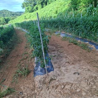오영도님의 자유주제 · 자유게시판 작성글 사진