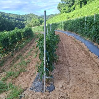 오영도님의 자유주제 · 자유게시판 작성글 사진