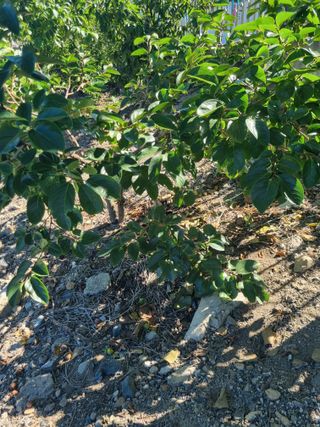 김용대님의 자유주제 · 자유게시판 작성글 사진