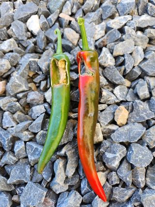 산약초님의 고추 · 병해충상담 작성글 사진