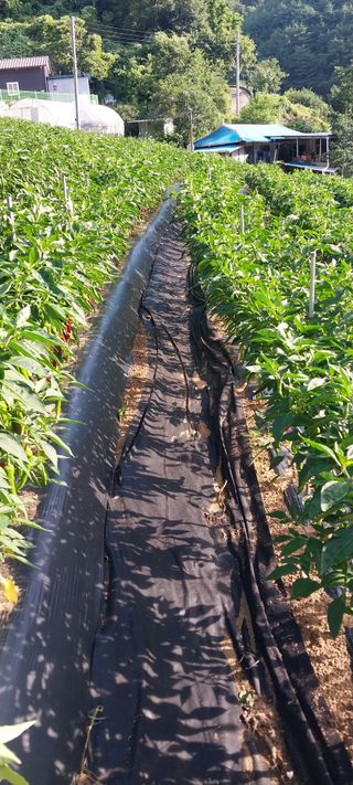 이일철 (조이산골)님의 자유주제 · 자유게시판 작성글 사진