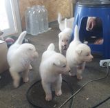 팜모닝 자유주제·자유게시판 게시글 이미지