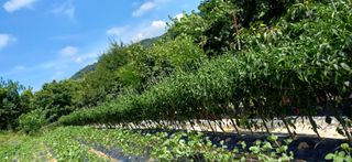 초보퍼머5도2촌준비님의 자유주제 · 자유게시판 작성글 사진