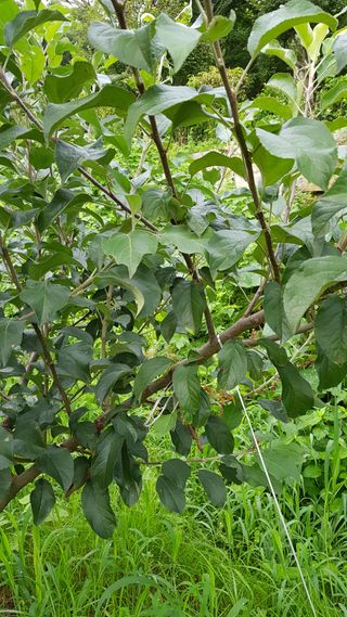 써니님의 농사, 무엇이든 물어보세요! · 참여글 작성글 사진