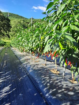 지리산자락님의 자유주제 · 사진전 작성글 사진
