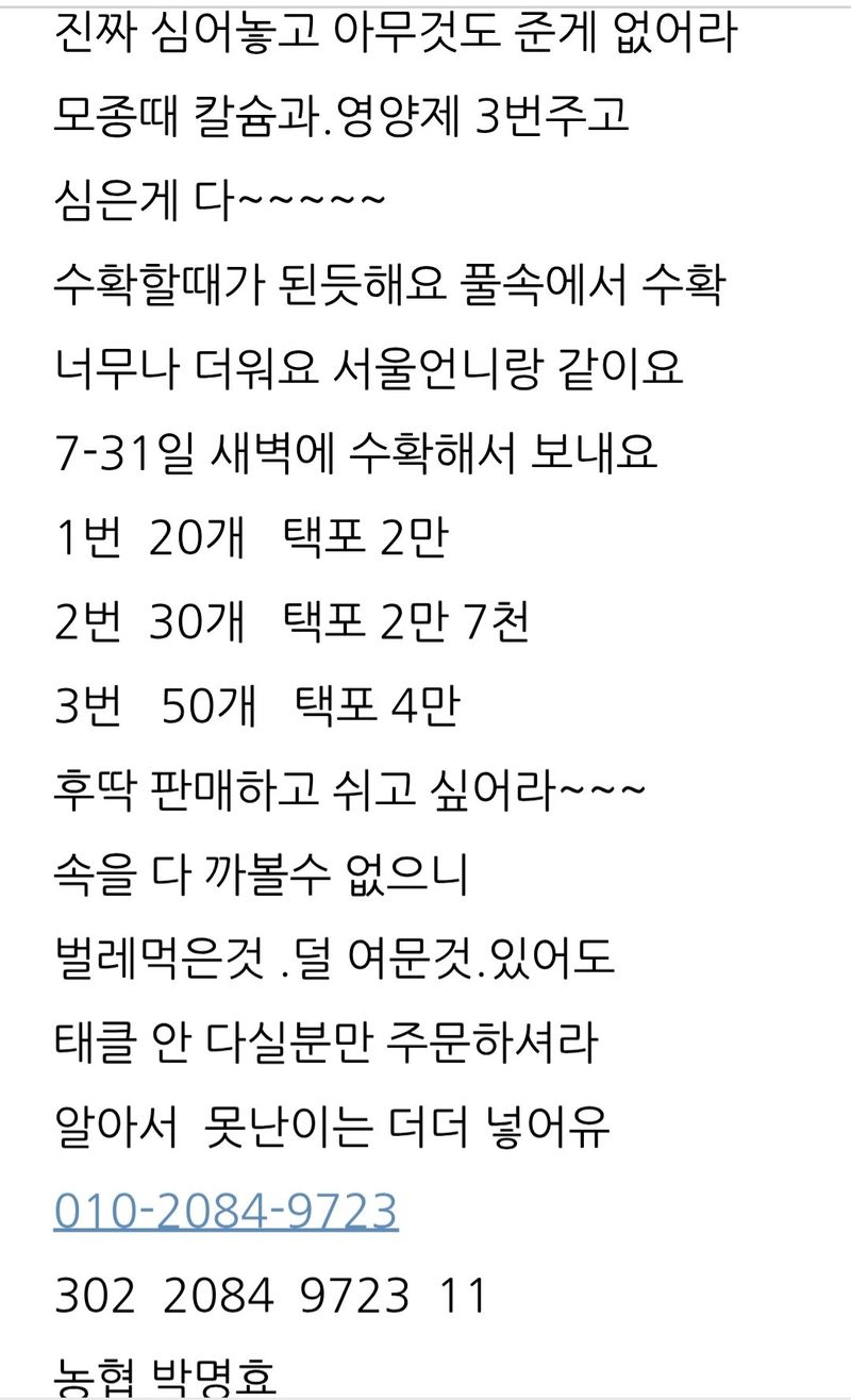 삼성농산님의 장터 판매 상품 [(마감)백 찰옥수수 판매] 첨부 사진