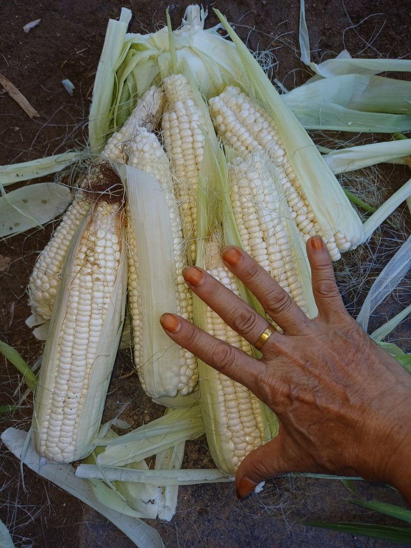 삼성농산님의 장터 판매 상품 [(마감)백 찰옥수수 판매] 첨부 사진