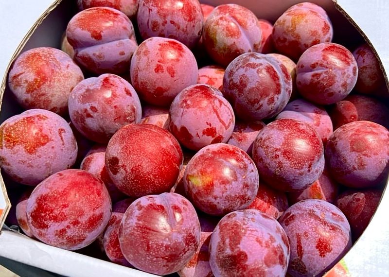 농부손녀님의 장터 판매 상품 [새콤 달콤한 맛 자두 2kg 4kg] 첨부 사진