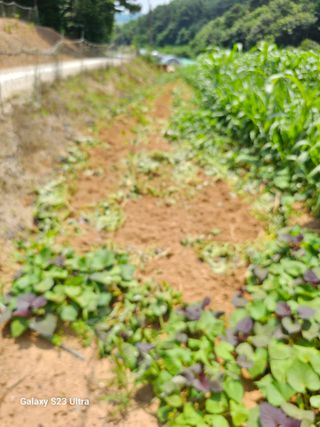 고구마18260님의 자유주제 · 자유게시판 작성글 사진