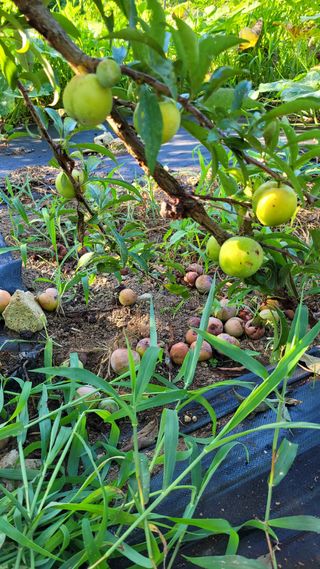 최병서님의 농사, 무엇이든 물어보세요! · 참여글 작성글 사진