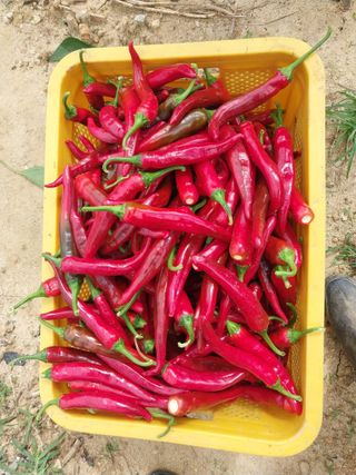 영수농원님의 자유주제 · 자유게시판 작성글 사진