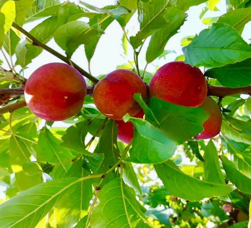 농부손녀님의 장터 판매 상품 [새콤 달콤한 맛 자두 2kg 4kg] 첨부 사진