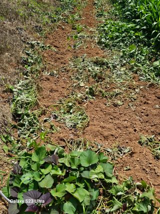 고구마18260님의 자유주제 · 자유게시판 작성글 사진
