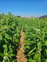 팜모닝 자유주제·자유게시판 게시글 이미지