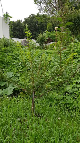 써니님의 농사, 무엇이든 물어보세요! · 참여글 작성글 사진
