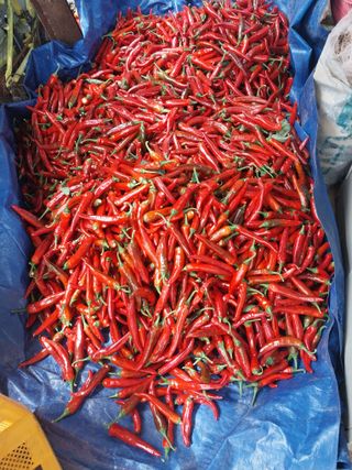 영수농원님의 자유주제 · 자유게시판 작성글 사진