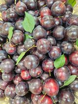 팜모닝 자유주제·자유게시판 게시글 이미지